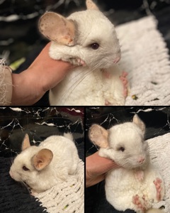 Шиншиллы семья, или парно