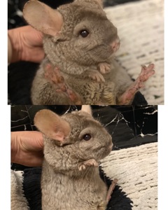 Шиншиллы семья, или парно