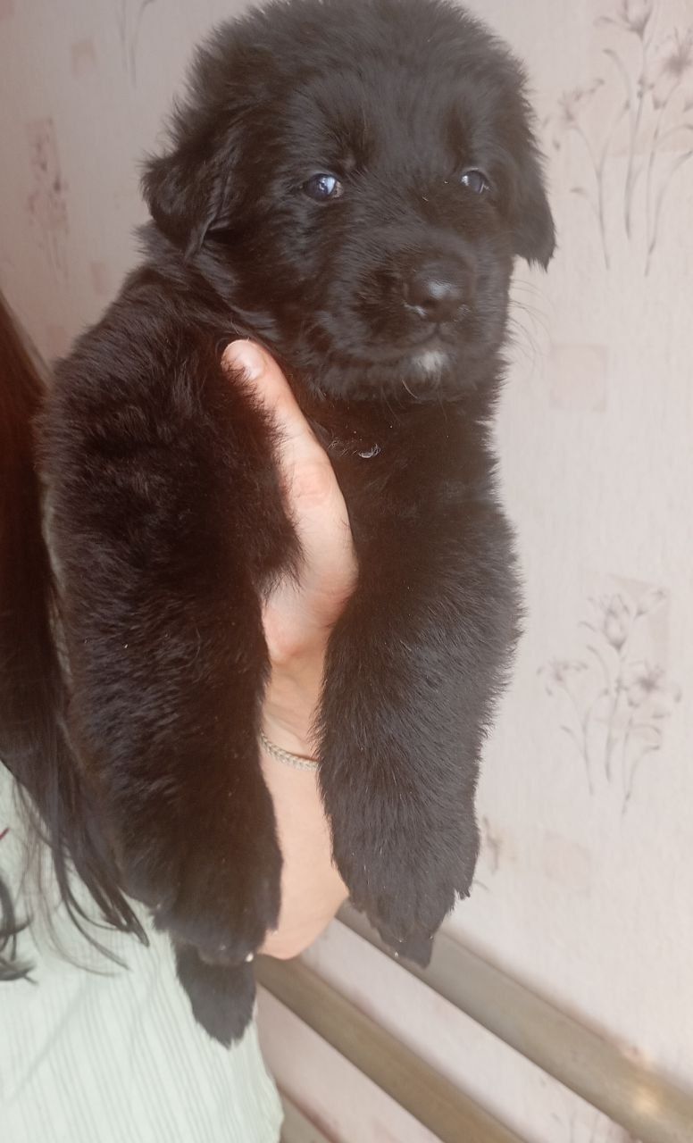 Продаж цуценят німецької вівчарки