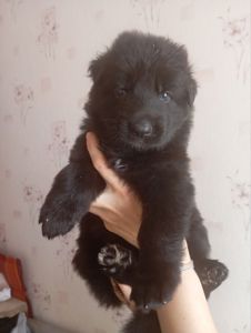 Бронювання цуценят німецької вівчарки.