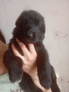 Бронювання цуценят німецької вівчарки.