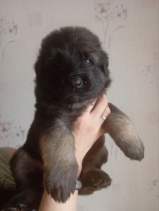 Бронювання цуценят німецької вівчарки.