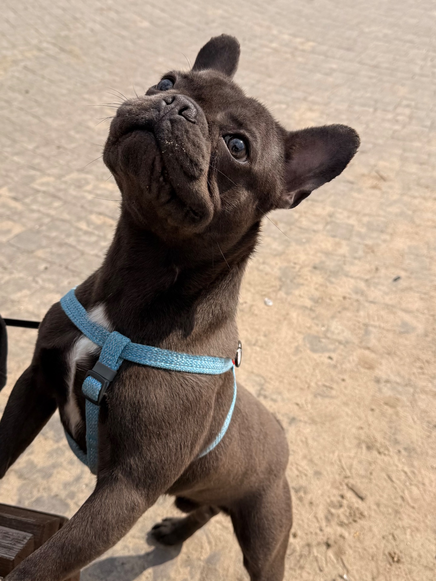 Хлопчик Стіч