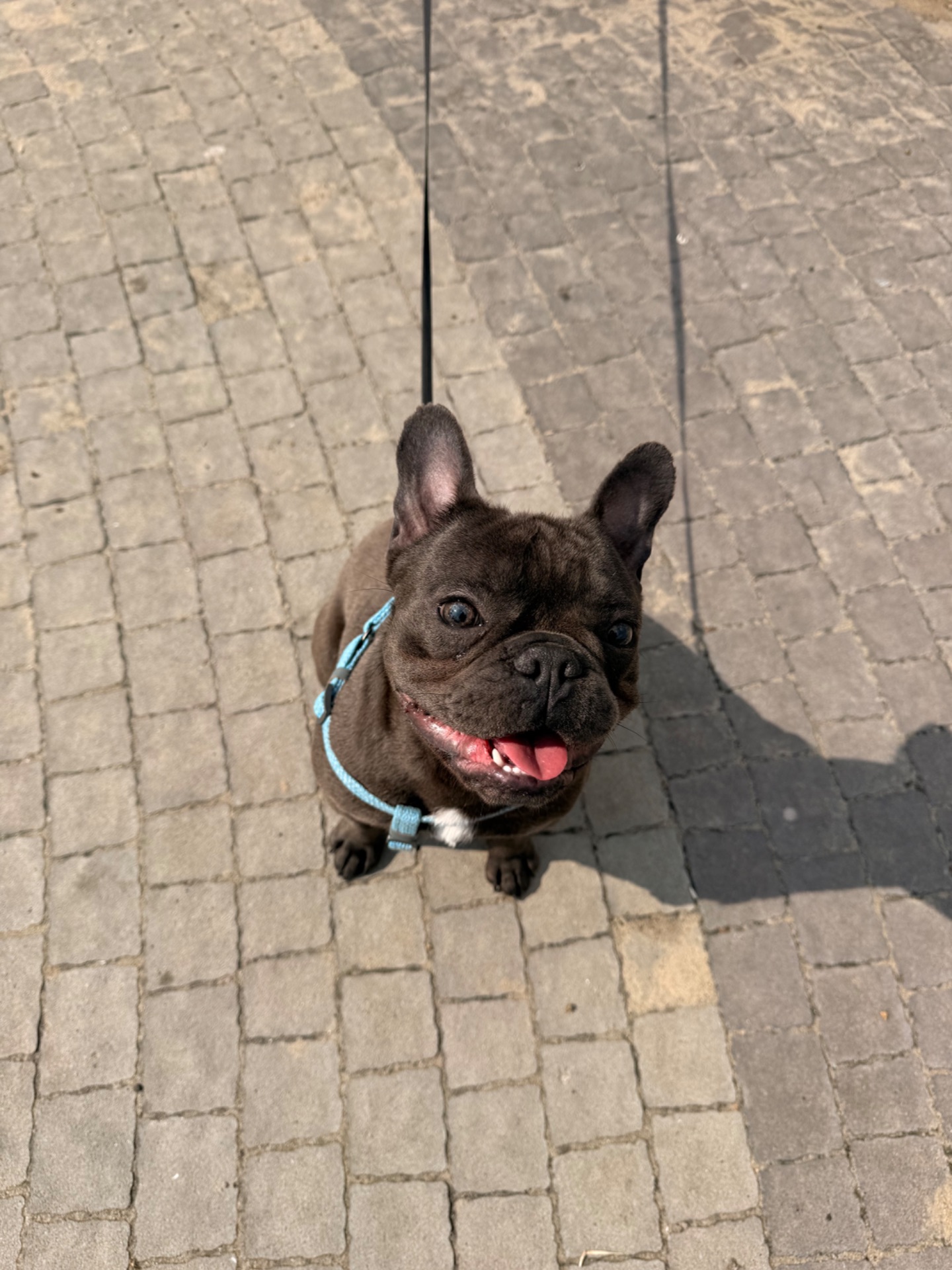 Хлопчик Стіч