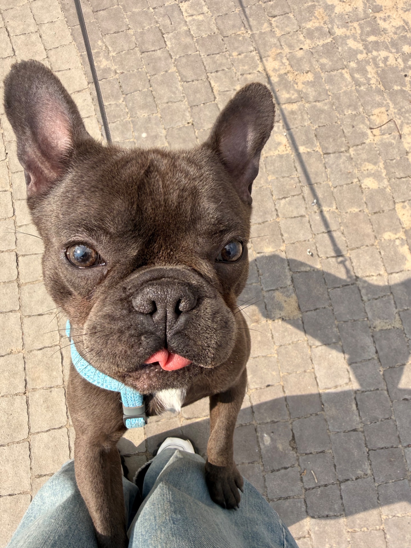 Хлопчик Стіч