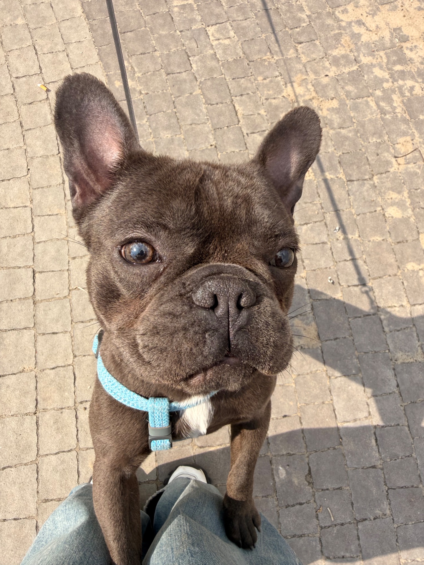 Хлопчик Стіч