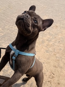 Хлопчик Стіч