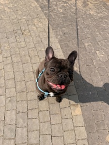 Хлопчик Стіч