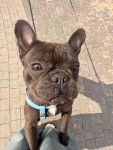 Хлопчик Стіч