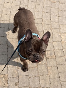 Хлопчик Стіч