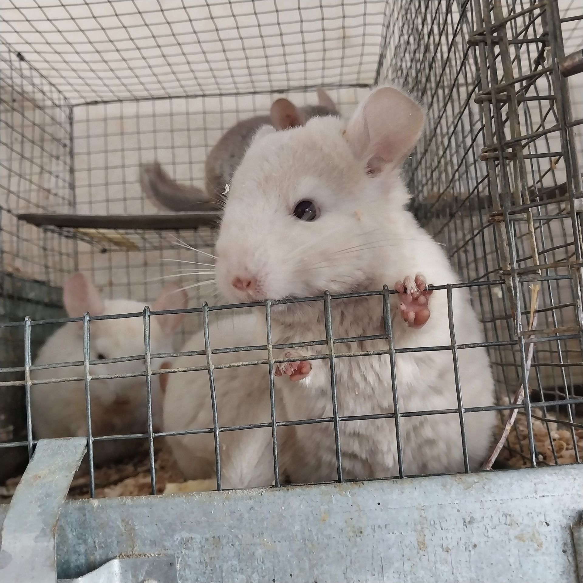 Пропоную шиншилу.