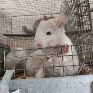 Пропоную шиншилу.