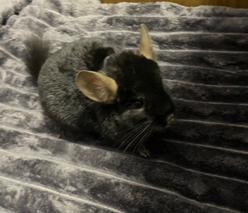 Шиншила чорна ангора