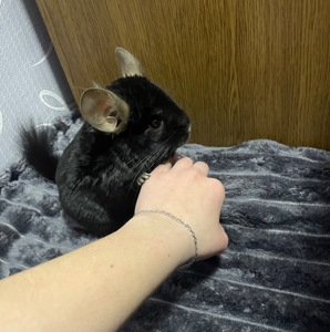 Шиншила чорна ангора