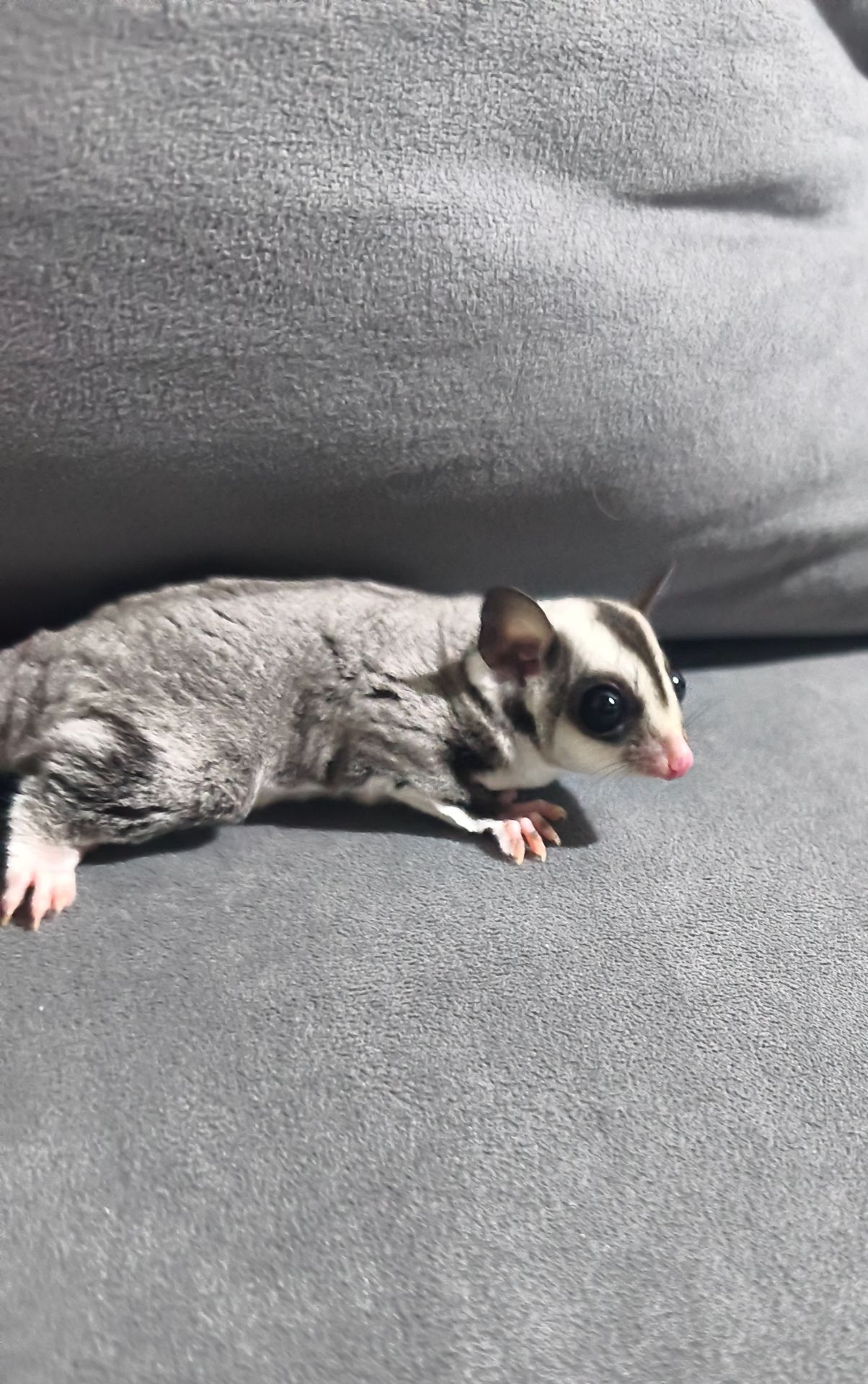 Неймовірно ручний малюк шукає люблячу родину💜