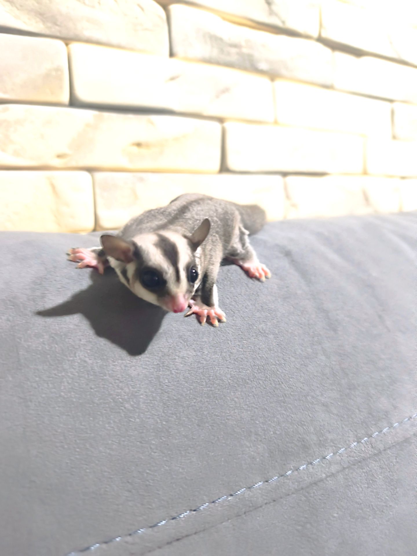 Неймовірно ручний малюк шукає люблячу родину💜