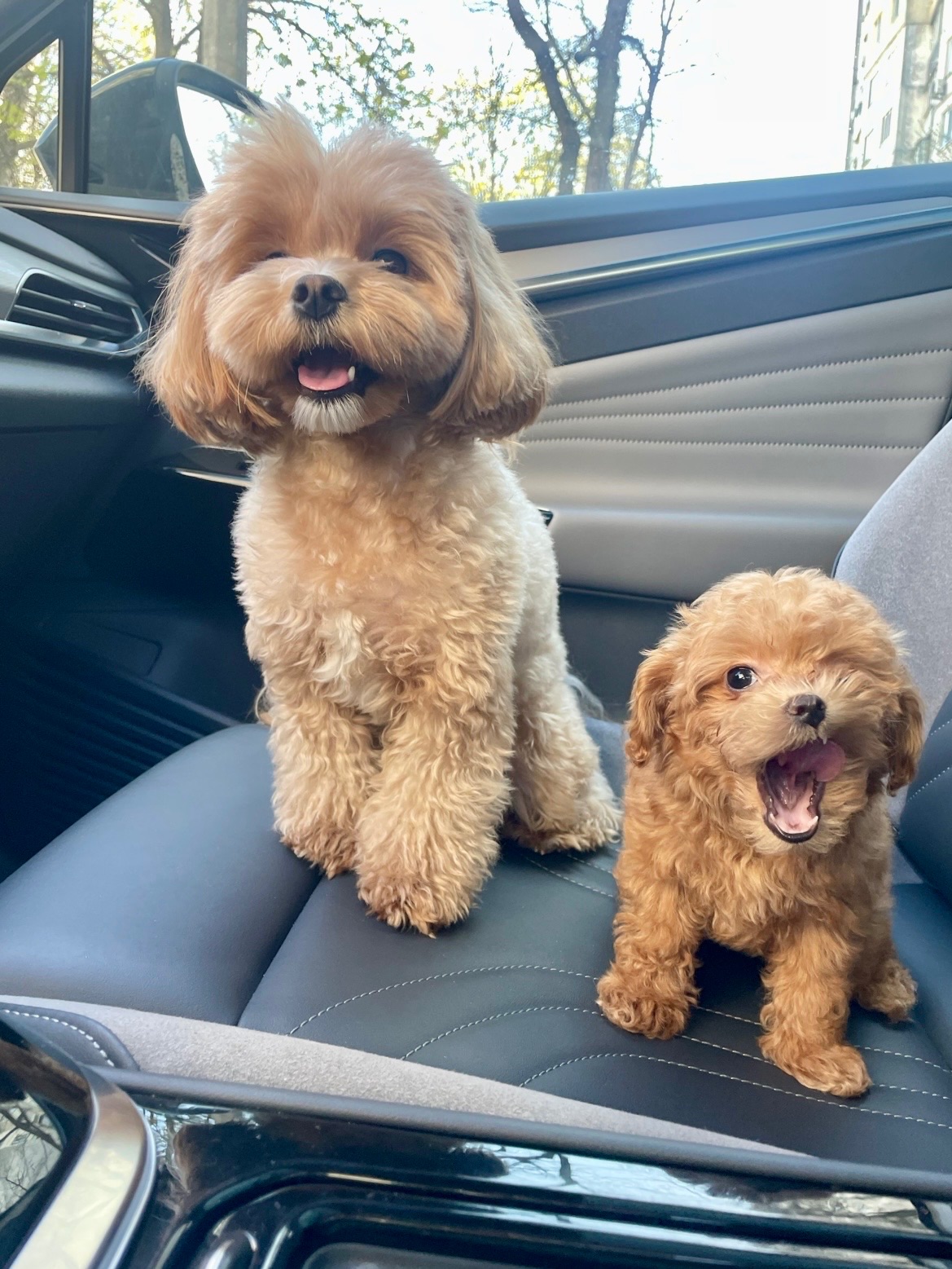 🐶 Дівчинка Мальтіпу ф2— маленьке щастя шукає родину ❤️