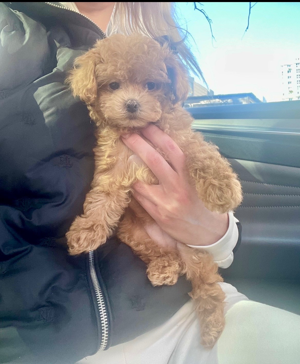 🐶 Дівчинка Мальтіпу ф2— маленьке щастя шукає родину ❤️