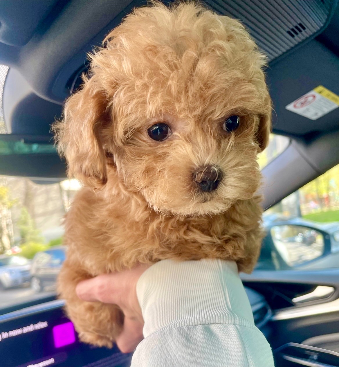 🐶 Дівчинка Мальтіпу ф2— маленьке щастя шукає родину ❤️