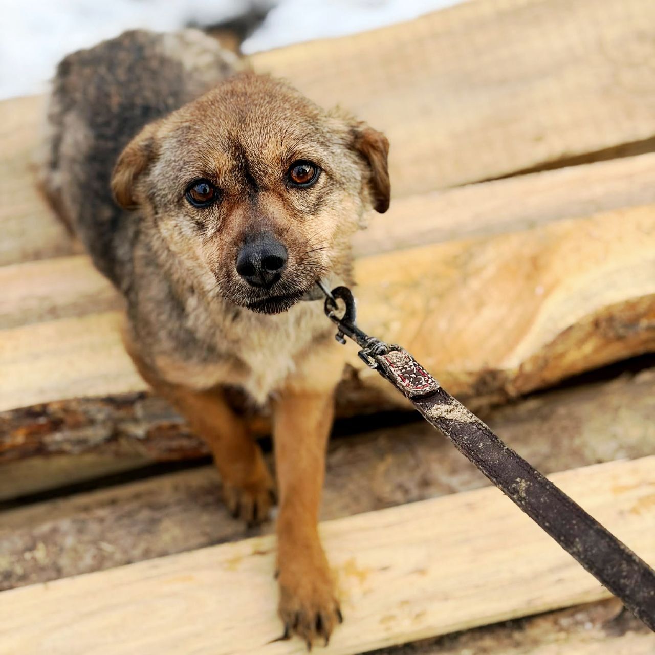 крихітна Мімі, 5 кг