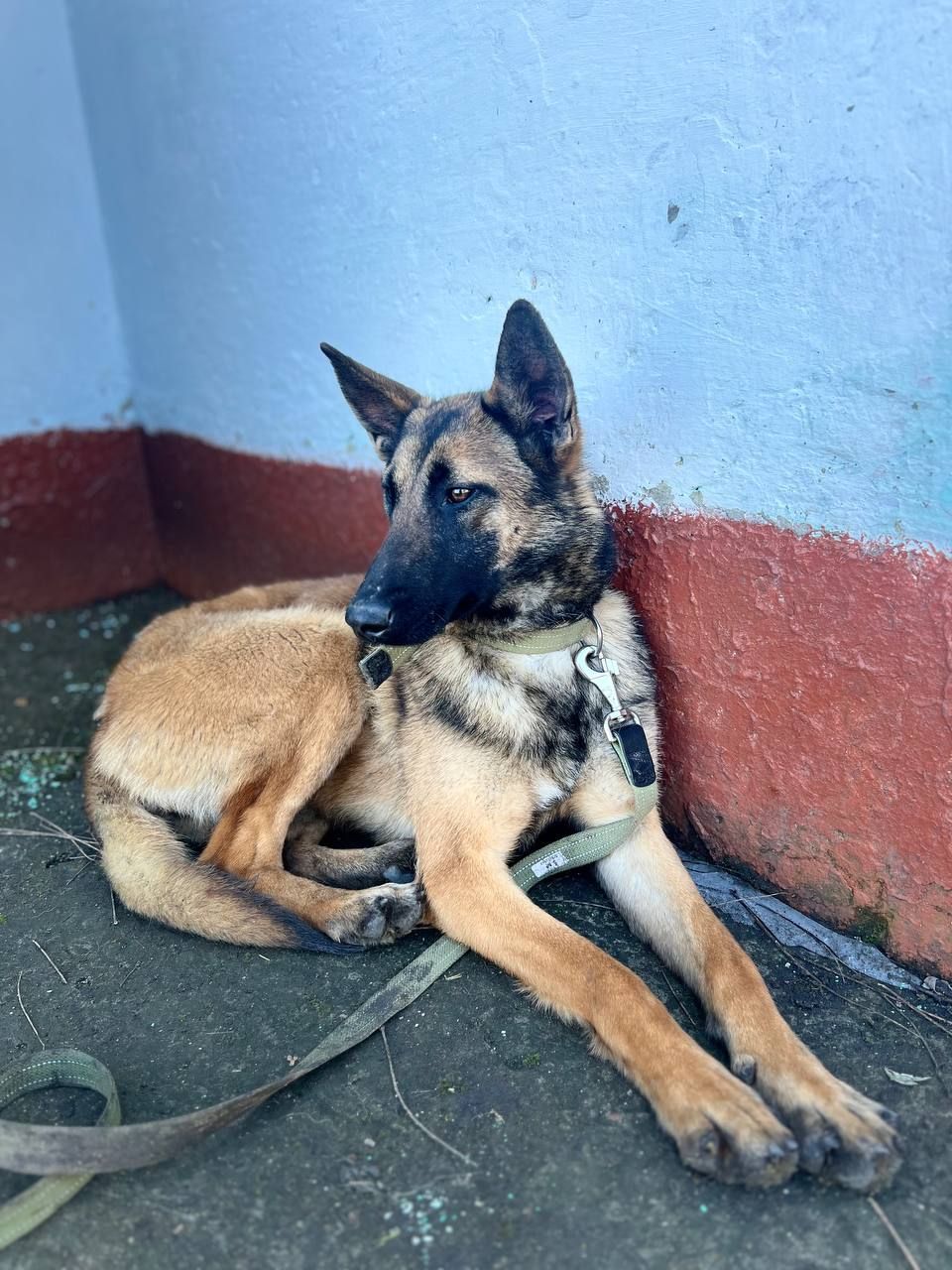 Бельгійська вівчарка (Малінуа) готова стати частиною вашої родини 🩷