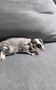 Неймовірно ручний малюк шукає люблячу родину💜