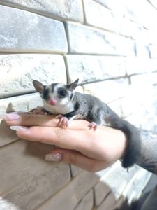 Неймовірно ручний малюк шукає люблячу родину💜