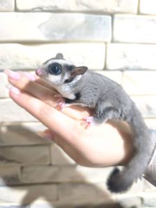 Неймовірно ручний малюк шукає люблячу родину💜