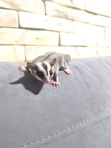 Неймовірно ручний малюк шукає люблячу родину💜