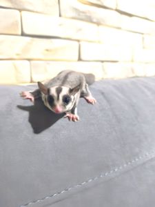 Неймовірно ручний малюк шукає люблячу родину💜