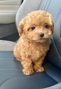 🐶 Дівчинка Мальтіпу ф2— маленьке щастя шукає родину ❤️