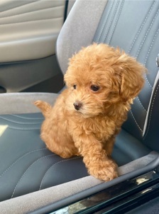 🐶 Дівчинка Мальтіпу ф2— маленьке щастя шукає родину ❤️