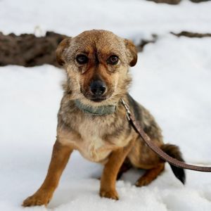 крихітна Мімі, 5 кг