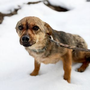 крихітна Мімі, 5 кг