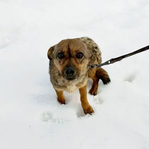 крихітна Мімі, 5 кг