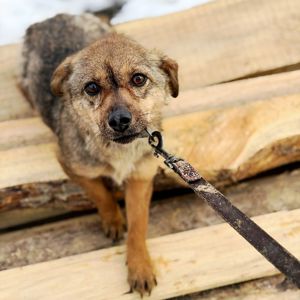 крихітна Мімі, 5 кг