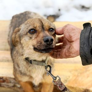 крихітна Мімі, 5 кг