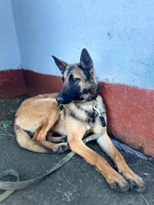 Бельгійська вівчарка (Малінуа) готова стати частиною вашої родини 🩷