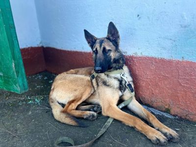 Бельгійська вівчарка (Малінуа) готова стати частиною вашої родини 🩷