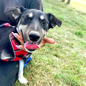 пес Малиш - добрий до всіх