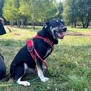 пес Малиш - добрий до всіх