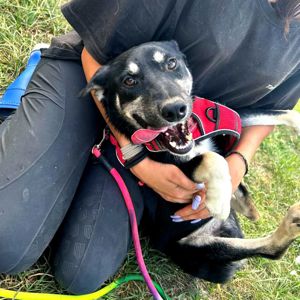 пес Малиш - добрий до всіх