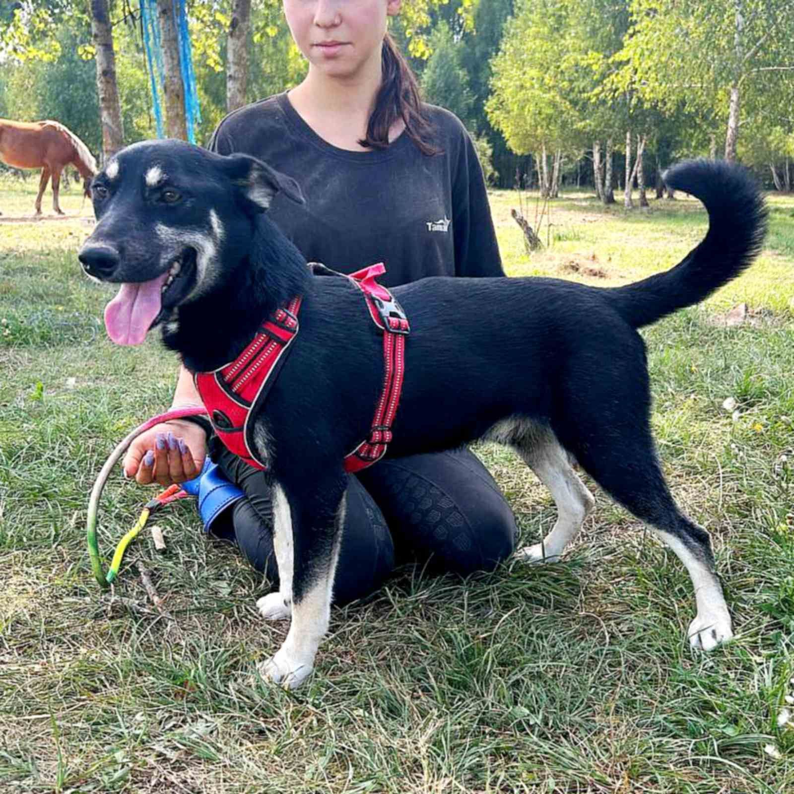 пес Малиш - добрий до всіх