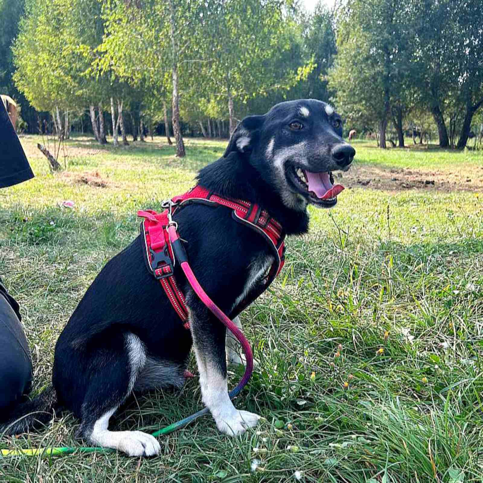 пес Малиш - добрий до всіх