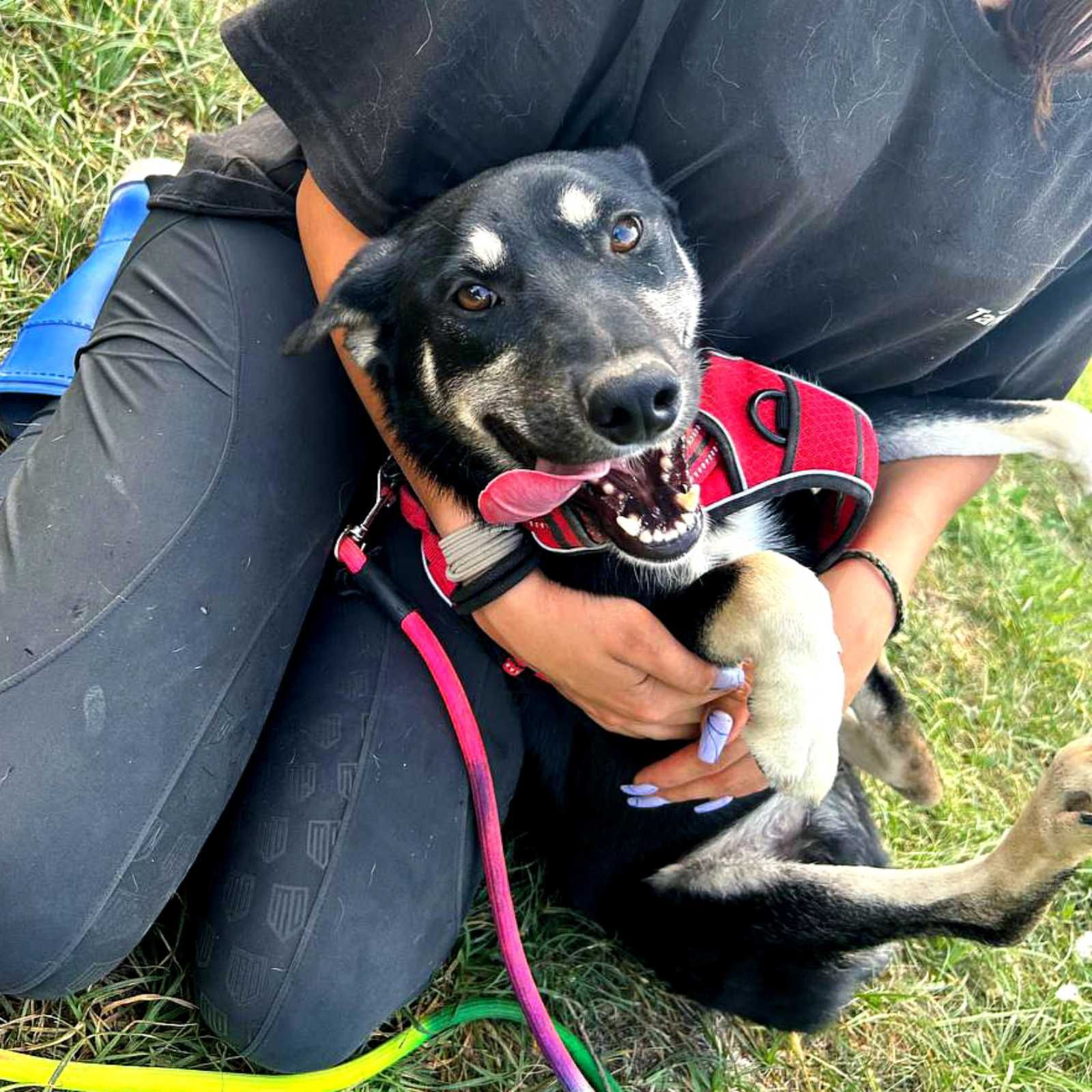 пес Малиш - добрий до всіх