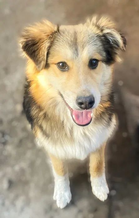 Шукає кращу сім'ю пес Купер!