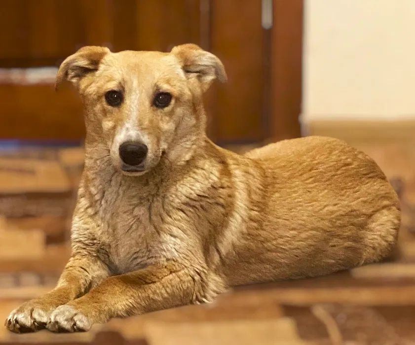 Майло шукає дім