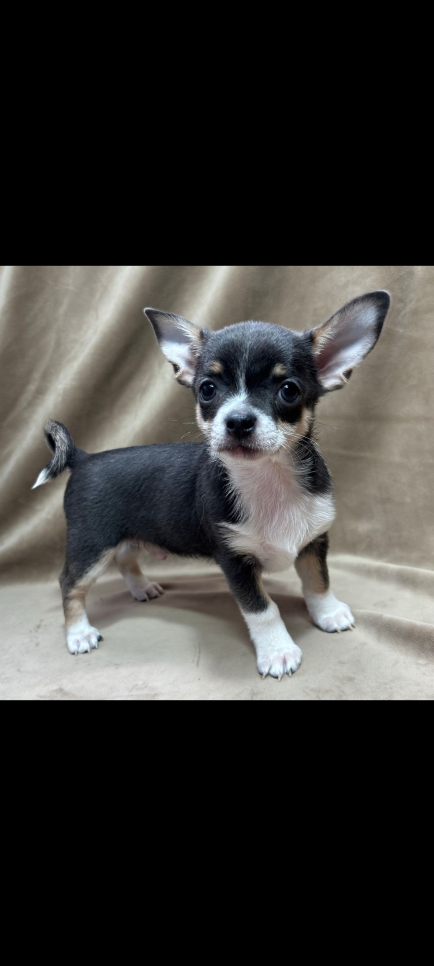 красунчик хлопчик чіхуахуа шукає родину!