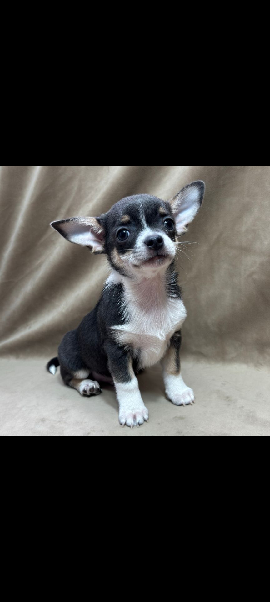 красунчик хлопчик чіхуахуа шукає родину!