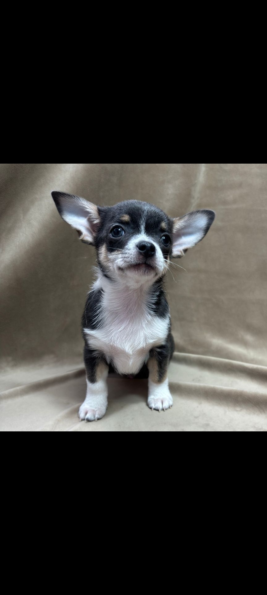 красунчик хлопчик чіхуахуа шукає родину!
